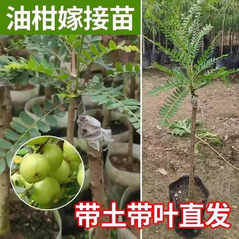 潮汕嫁接崩坎狮头特级甜种油甘树苗赤皮油甘果苗余甘果树四季结果