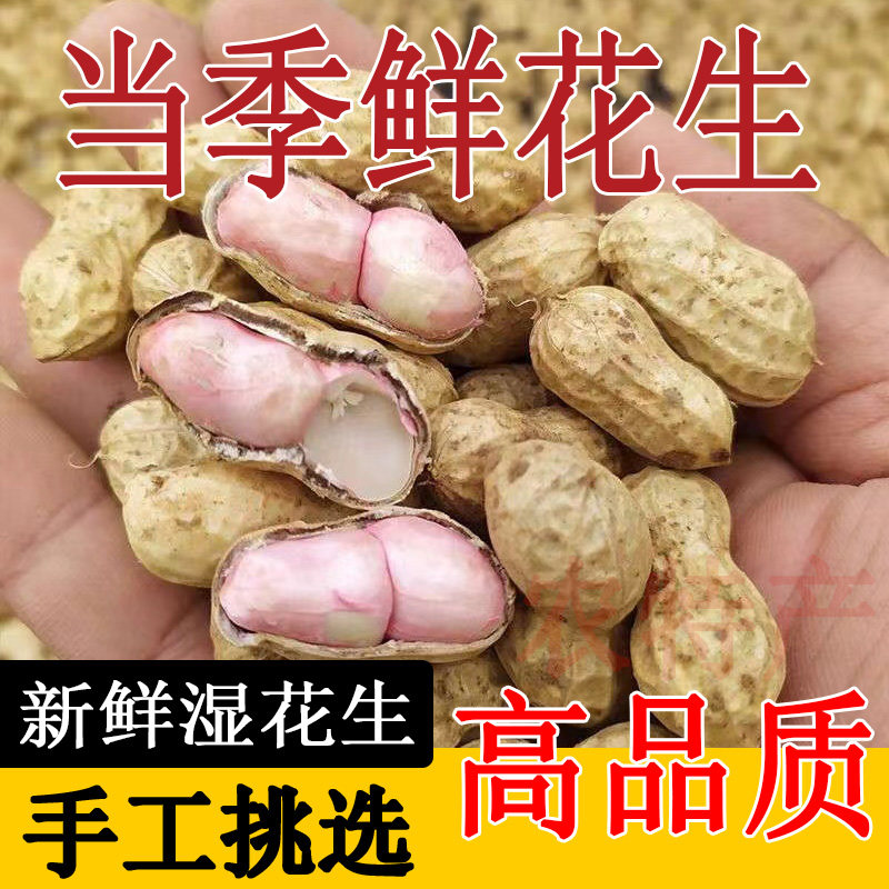 河南新鲜粉皮花生沙地现挖带壳湿花生可水煮生吃带泥鲜花生3斤5斤