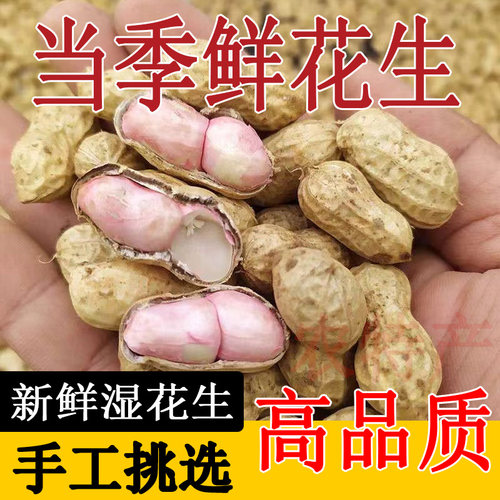 河南新鲜粉皮花生沙地现挖带壳湿花生可水煮生吃带泥鲜花生3斤5斤