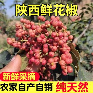 新鲜花椒特麻特香湿花椒批发活花椒2026头茬制花椒油新鲜红花椒