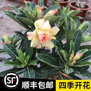 沙漠玫瑰盆栽花苗大重瓣花卉观花植物室内花盆栽四季 免邮 带花多肉