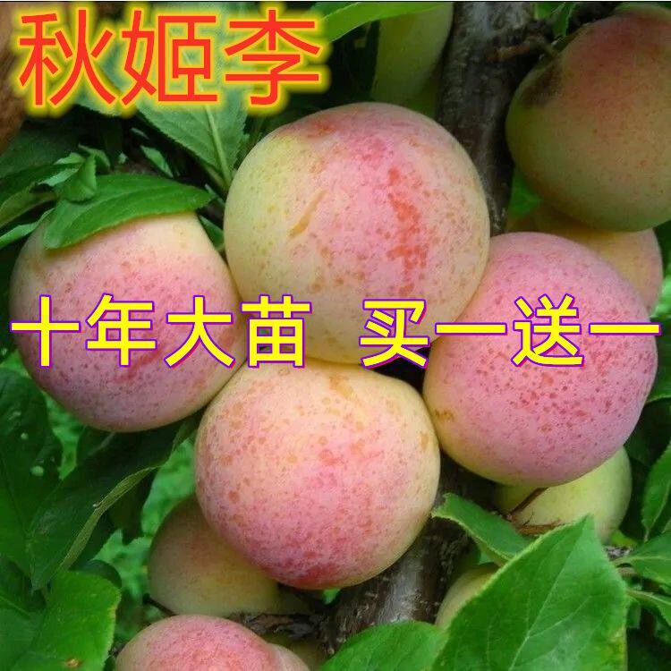 李子新品种日本秋姬李子树苗 果重350克 九月成熟 香甜浓郁 离核