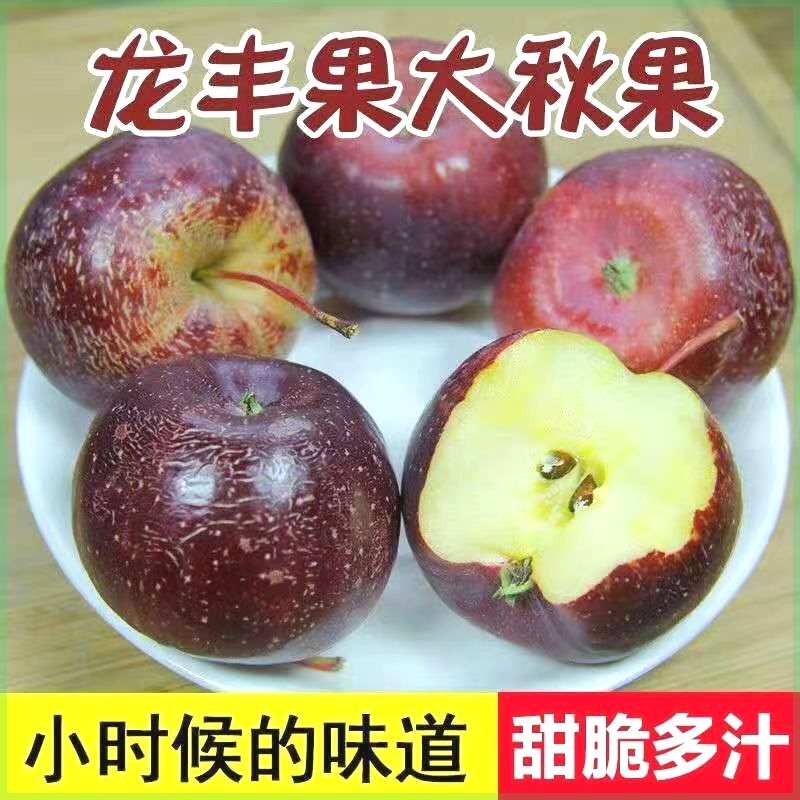 新品种龙丰果树苗嫁接小沙果树苗东北大秋果苗耐寒北方小苹果树苗