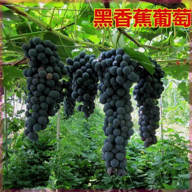 黑香蕉葡萄苗 抗寒不下架葡萄树苗 南方北方种植酿酒的葡萄果苗