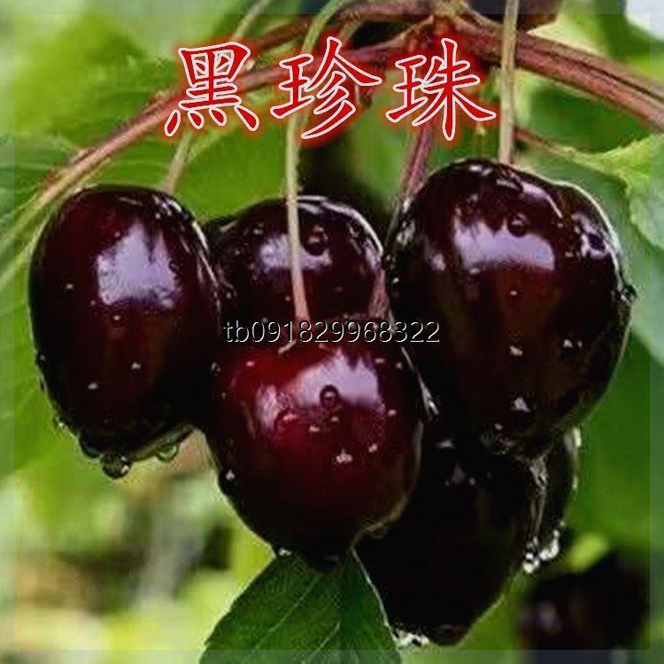 黑珍珠樱桃树苗美国车厘子樱桃树苗嫁接樱桃树苗南方北方四季种植