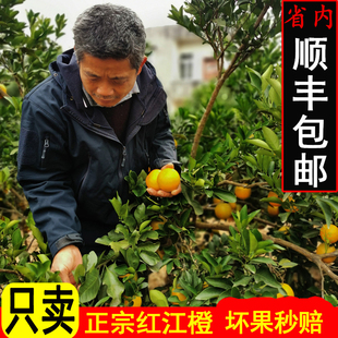 廉江红橙正宗红江橙小果红江农场新鲜水果园直销橙子手剥现摘10斤