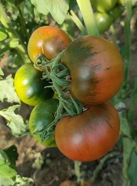 F1  抗TY草莓番茄种子青之恋5粒7元绿肩脆甜酸适合满28元包邮