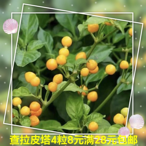 传家宝查拉皮塔辣椒AJI CHARAPITA 5粒6.8元满28元包邮