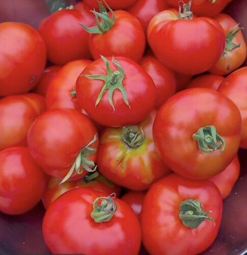 矮生番茄种子蒙古矮人 5粒5元  满28元包邮