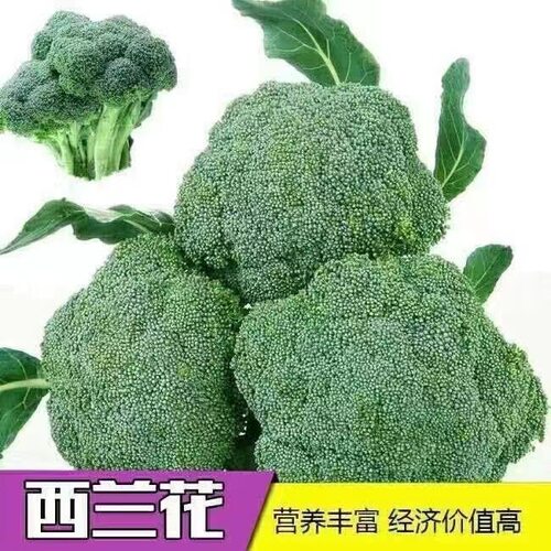 耐寒西兰花种子约200粒4.9元原包四季花椰菜绿宝石花青菜28元包邮