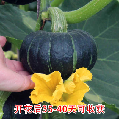 惠和一号贝贝南瓜种子3粒10.9元板栗味迷你南瓜早熟满28元包邮