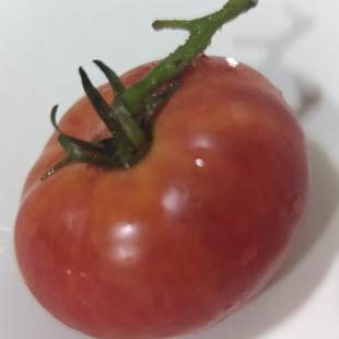 包邮 矮生大番茄种子北极玫瑰5粒5元 株高60厘米满28元