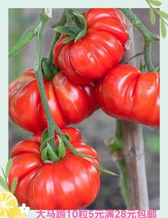 揭阳农研潮汕老品种马蹄大蕃茄籽 原包分装10粒5元（28包邮）