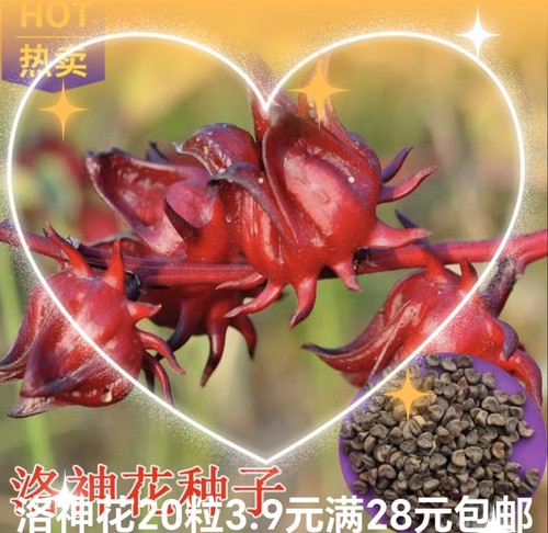 洛神花种子 玫瑰茄约50粒3.9元 原厂彩包红桃K食用花茶种满28包邮