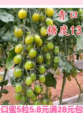 F1青口蜜小番茄种子5粒4.3元F1爆花脆甜糖度口感好网红满28元包邮
