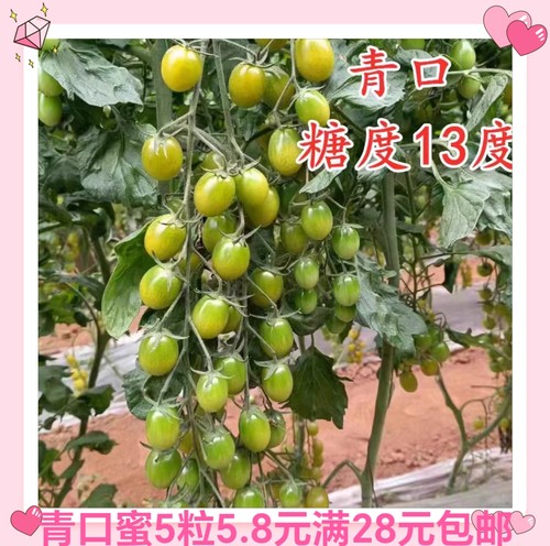 F1青口蜜小番茄种子5粒4.3元F1爆花脆甜糖度口感好网红满28元包邮