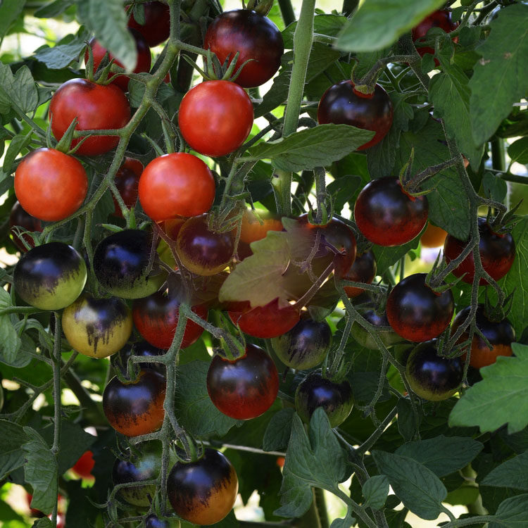 21传家宝番茄深夜零食midnight snack 自留10粒5元28包邮