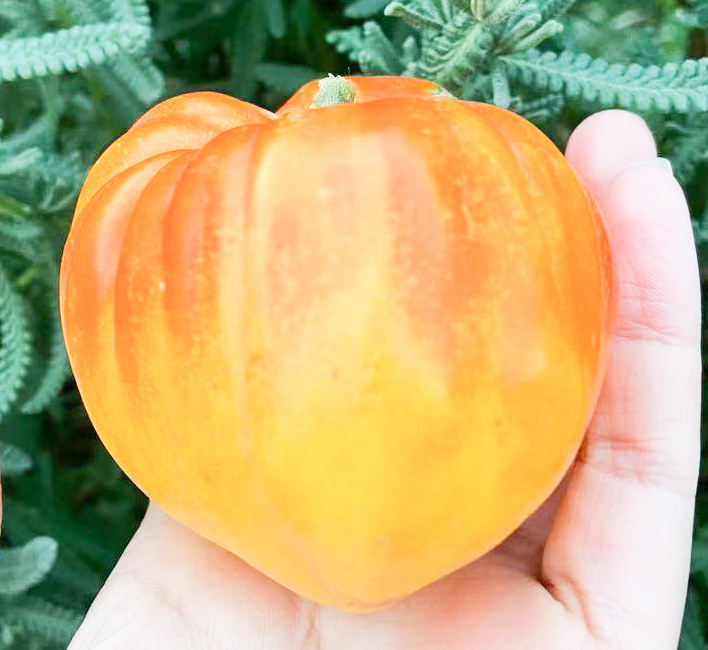 110 番茄橙色俄罗斯117 10粒8元(28元包邮)