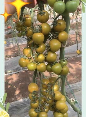 抗TY鸭屎糖小番茄种子5粒7.60元F1分装脆甜多汁糖度14带果香网红