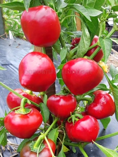 包邮 传家宝甜椒种子小小 满28元 4粒7元 心LITTLE HEART