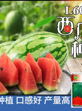 F1L600西瓜种子5粒6元杂交一代大兴庞各庄礼品小西瓜籽满28元包邮