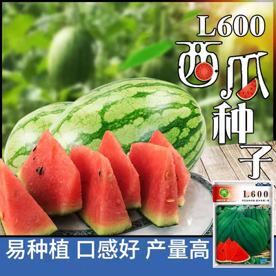 F1L600西瓜种子5粒6元杂交一代大兴庞各庄礼品小西瓜籽满28元包邮