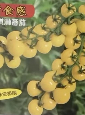F1 花之大和日本黄冰淇淋番茄种子3粒24元原皮薄亮度高满28元包邮