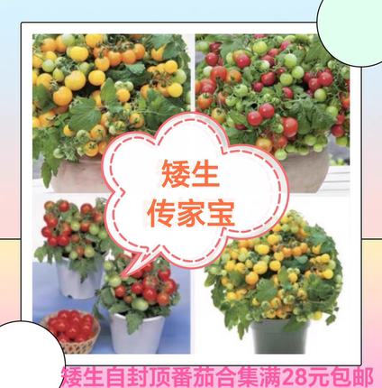 要催芽矮生自封顶传家宝合集棉花糖小鸡兔子跳羞涩墨点桃蛋肥蛙