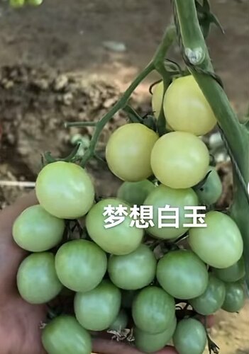 梦想白玉番茄种子5粒5.6元糖度高抗病口感好满28元包邮