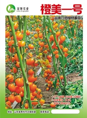 F1抗TY橙色小番茄种子橙美一号5粒7元满28元包邮