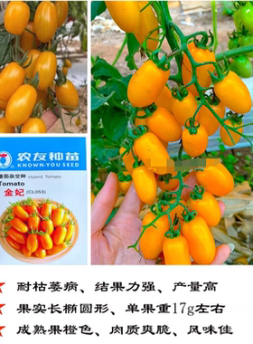 F1台湾农友金妃小番茄种子5粒5元耐青枯黄色圣女果樱桃番28元包邮