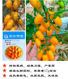 F1台湾农友金妃小番茄种子5粒5元耐青枯黄色圣女果樱桃番28元包邮