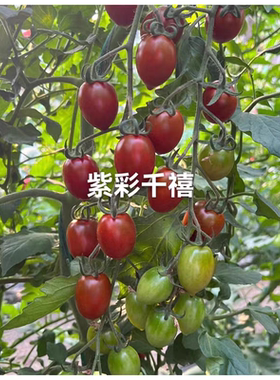梦想紫彩千禧小番茄种子5粒5.6元抗病紫色千禧圣女果满28元包邮
