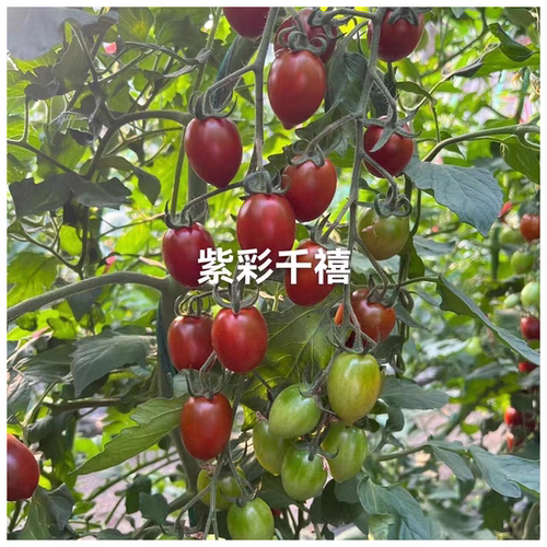 梦想紫彩千禧小番茄种子5粒5.6元抗病紫色千禧圣女果满28元包邮