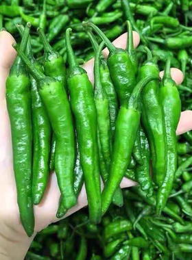 正宗永优樟树港辣椒种子10粒3元香辣小尖椒薄皮小青椒28元包邮