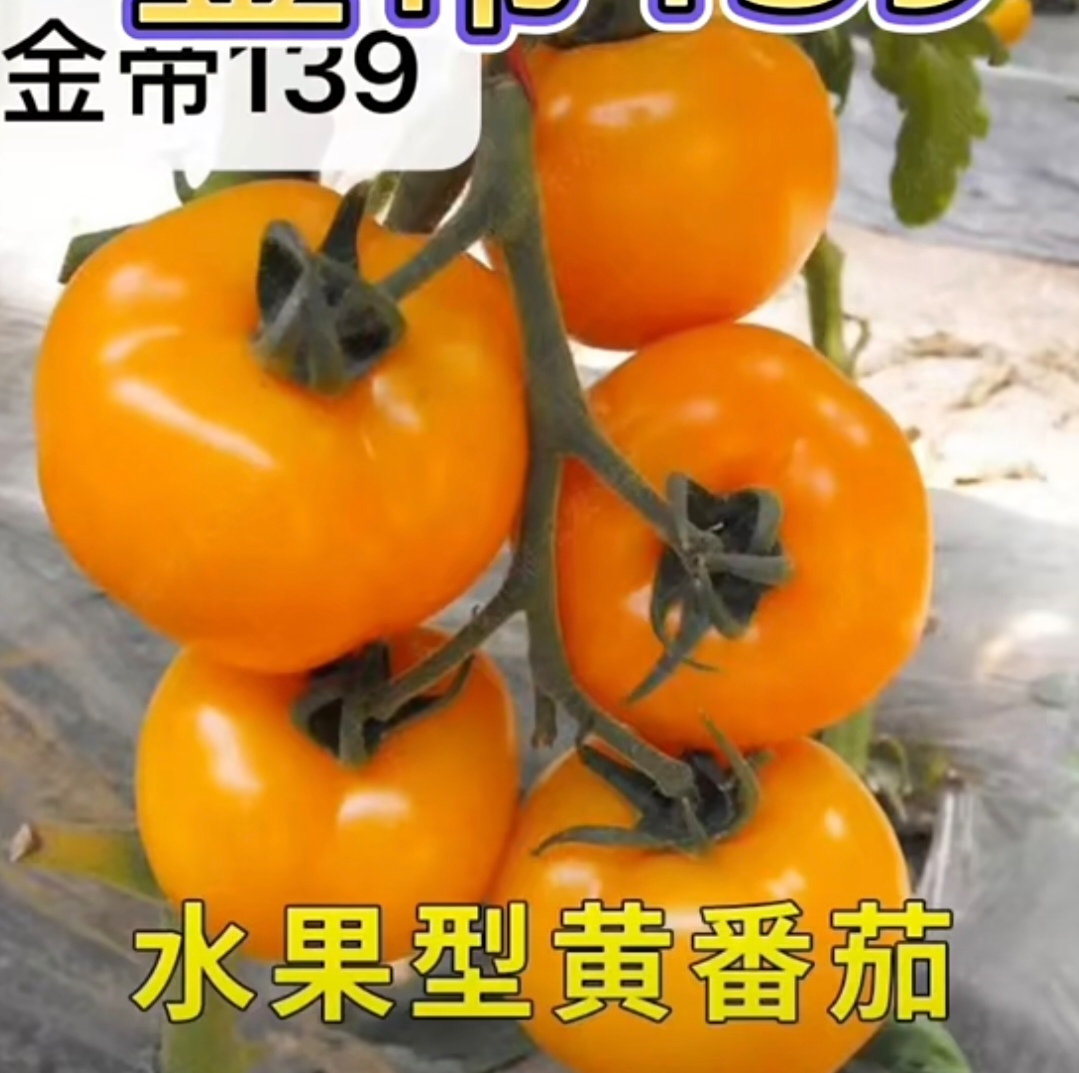 金帝139黄色水果番茄种子7粒5元F1杂交一代满28元包邮