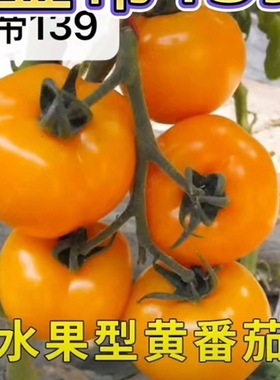 金帝139黄色水果番茄种子7粒5元F1杂交一代满28元包邮