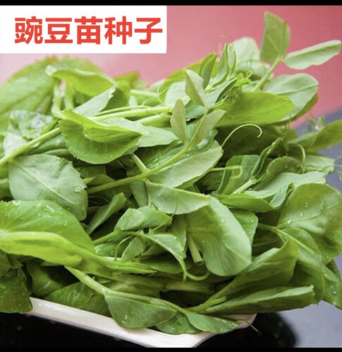 揭阳农研大无须豆籽 豌豆籽 原厂包装25克4.6元满28包邮