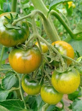 F1玛丽黄色草莓番茄种子7粒4.90元草莓柿子 口感好满28元包邮