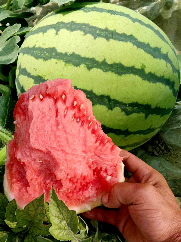 揭阳农研早佳8424西瓜种籽   杂交一代品种 5粒3元 满28元包邮,农用物资,蔬菜种子/种苗,淘宝优惠券,粉丝福利购,淘宝优惠卷