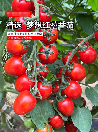 抗TY梦想红禧番茄种子5粒5.6元抗病毒樱桃番茄满28元包邮