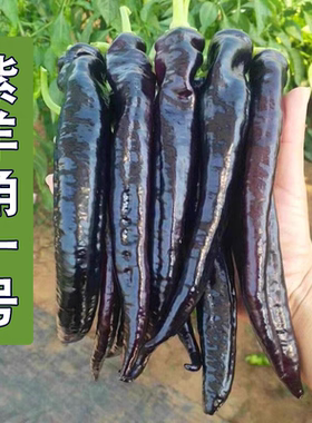 F1梦想紫羊椒一号黑紫色辣椒种子5粒3元特色花青素辣椒满28元包邮