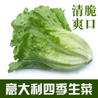 揭阳农研绿美意大利生菜籽 深绿色耐抽苔原厂包装约2000粒3.9元