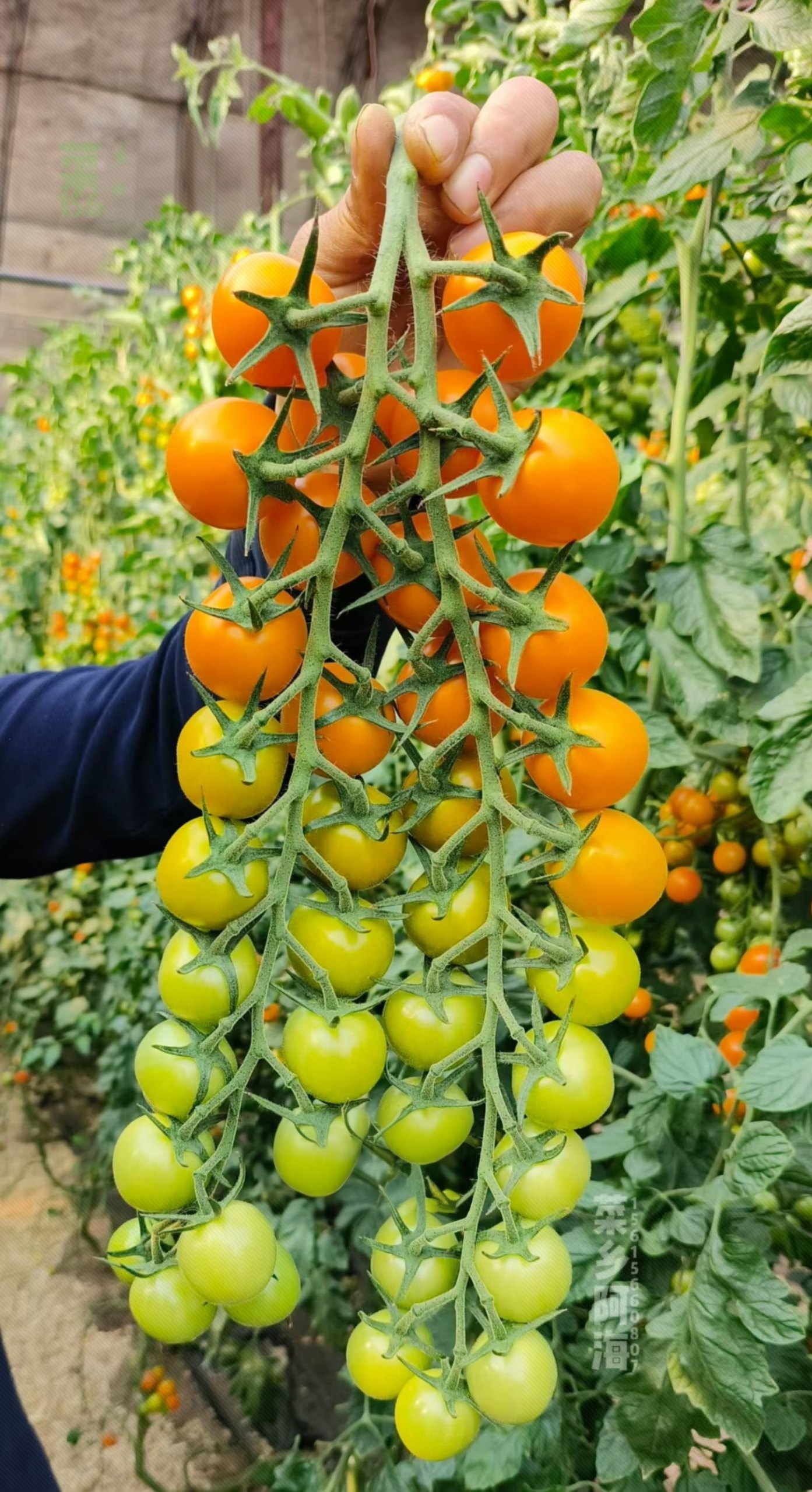 橙香小番茄种子3粒6元高品质橙色圆果满28元包邮,农用物资,蔬菜种子/种苗,淘宝优惠券,粉丝福利购,淘宝优惠卷