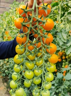 橙香小番茄种子3粒6元有香味高品质橙色圆果满28元包邮