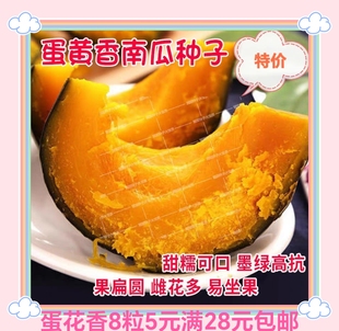 蛋黄甜香南瓜籽5克约25粒8元原包甘面糯甜大果板栗南瓜满28元包邮