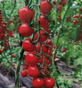 F1   抗TY梦想真甜6号小番茄籽5粒6元抗病性强28元包邮