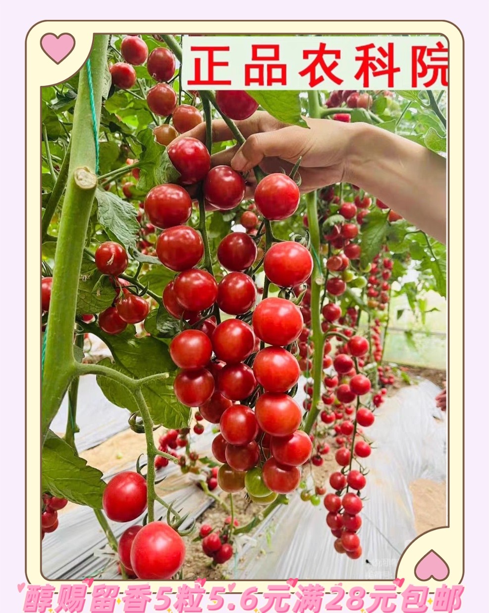 豫艺醇赐留香小番茄种子5粒5.6元原包分装F1可串收糖度高香味浓