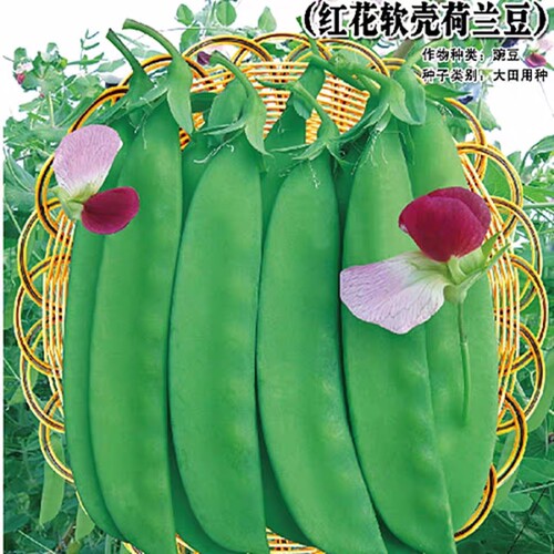 揭阳农研揭美改良604荷兰豆种子30克5.9元高产红花软壳软荚甜脆
