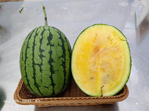 F1豫艺彩虹八号西瓜种子5粒6.6元酥脆橙黄瓤皮薄较耐裂易管理